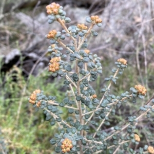 Phebalium squamulosum subsp. ozothamnoides at Kowen, ACT - 6 Jul 2022 01:24 PM