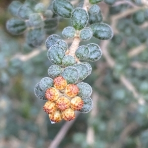 Phebalium squamulosum subsp. ozothamnoides at Kowen, ACT - 6 Jul 2022 01:24 PM