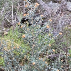 Phebalium squamulosum subsp. ozothamnoides at Kowen, ACT - 6 Jul 2022 01:24 PM