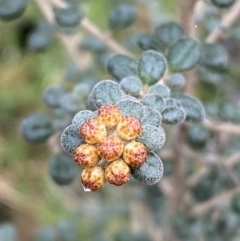 Phebalium squamulosum subsp. ozothamnoides at Kowen, ACT - 6 Jul 2022 01:24 PM