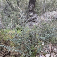 Phebalium squamulosum subsp. ozothamnoides at Kowen, ACT - 6 Jul 2022 01:24 PM