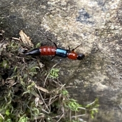 Paederus sp. (genus) (Whiplash rove beetle) at Kowen, ACT - 6 Jul 2022 by Steve_Bok