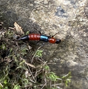 Paederus sp. (genus) (Whiplash rove beetle) at Kowen, ACT by Steve_Bok