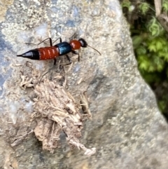 Paederus sp. (genus) at Kowen, ACT - 6 Jul 2022 12:55 PM