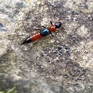 Paederus sp. (genus) at Kowen, ACT - 6 Jul 2022 12:55 PM