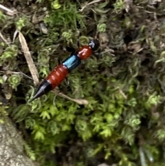 Paederus sp. (genus) at Kowen, ACT - 6 Jul 2022 12:55 PM