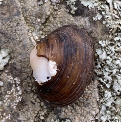 Hyriidae sp. (family) (Freshwater Mussels) at Molonglo Gorge - 6 Jul 2022 by Steve_Bok