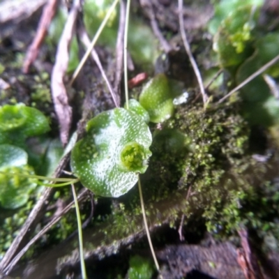 Lunularia cruciata (A thallose liverwort) at Cooma North Ridge Reserve - 6 Jul 2022 by mahargiani