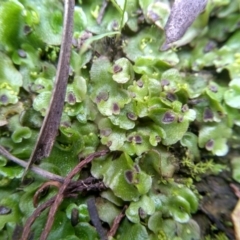 Lunularia cruciata at Cooma, NSW - 6 Jul 2022 02:14 PM