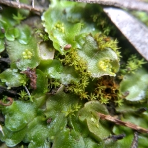 Lunularia cruciata at Cooma, NSW - 6 Jul 2022 02:14 PM