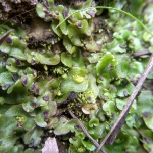 Lunularia cruciata at Cooma, NSW - 6 Jul 2022 02:14 PM