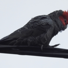 Callocephalon fimbriatum at Ainslie, ACT - 3 Jul 2022