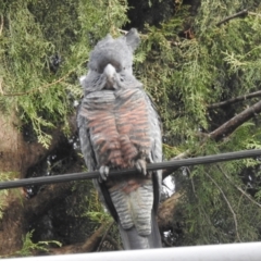 Callocephalon fimbriatum at Ainslie, ACT - 3 Jul 2022