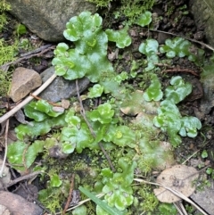 Lunularia cruciata (A thallose liverwort) at Kowen, ACT - 6 Jul 2022 by SteveBorkowskis