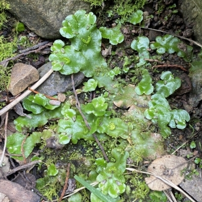 Lunularia cruciata (A thallose liverwort) at Molonglo Gorge - 6 Jul 2022 by Steve_Bok