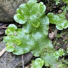 Lunularia cruciata at Kowen, ACT - 6 Jul 2022 01:33 PM