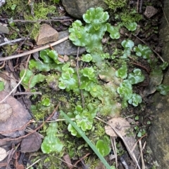 Lunularia cruciata at Kowen, ACT - 6 Jul 2022