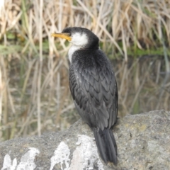 Microcarbo melanoleucos (Little Pied Cormorant) at ANBG - 4 Jul 2022 by HelenCross