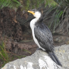 Microcarbo melanoleucos at Acton, ACT - 5 Jul 2022