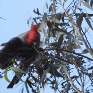 Callocephalon fimbriatum at Acton, ACT - suppressed