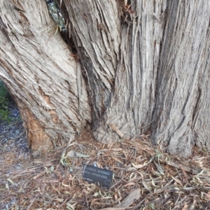 Callocephalon fimbriatum at Acton, ACT - suppressed