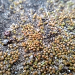 Unidentified Moss, Liverwort or Hornwort at Cooma North Ridge Reserve - 20 Jul 2022 by mahargiani