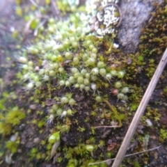 Gigaspermum repens (Moss) at Cooma, NSW - 6 Jul 2022 by mahargiani