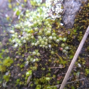 Gigaspermum repens at Cooma, NSW - 6 Jul 2022