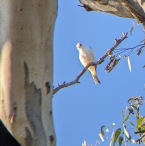 Elanus axillaris at Jindera, NSW - suppressed