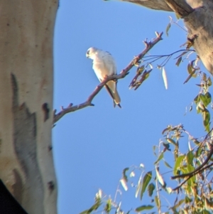 Elanus axillaris at Jindera, NSW - suppressed