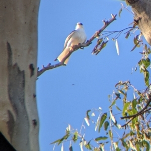 Elanus axillaris at Jindera, NSW - 6 Jul 2022