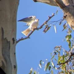 Elanus axillaris at Jindera, NSW - suppressed