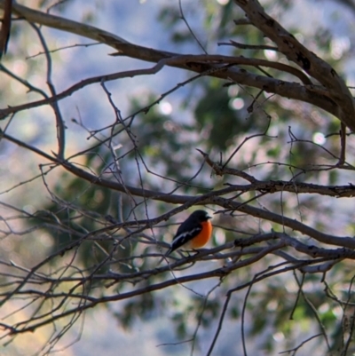 Petroica phoenicea (Flame Robin) at Jindera, NSW - 6 Jul 2022 by Darcy