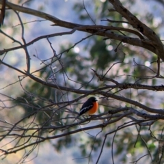 Petroica phoenicea (Flame Robin) at Jindera, NSW - 6 Jul 2022 by Darcy