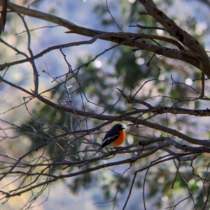 Petroica phoenicea (Flame Robin) at suppressed by Darcy