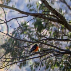 Petroica phoenicea at Jindera, NSW - suppressed