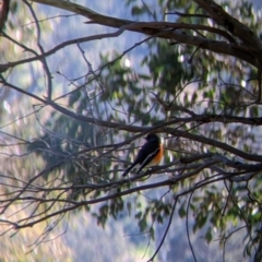 Petroica phoenicea at Jindera, NSW - suppressed