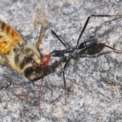 Leptomyrmex erythrocephalus (Spider ant) at North Nowra, NSW - 7 May 2022 by Harrisi