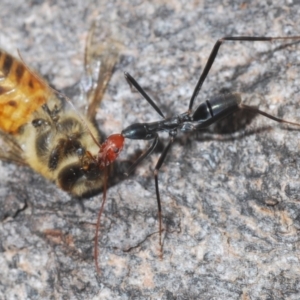 Leptomyrmex erythrocephalus at North Nowra, NSW - 7 May 2022 12:34 PM