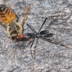 Leptomyrmex erythrocephalus at North Nowra, NSW - 7 May 2022 12:34 PM