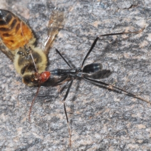 Leptomyrmex erythrocephalus at North Nowra, NSW - 7 May 2022 12:34 PM