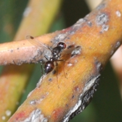 Parapalaeosepsis plebeia (Ant fly) at Lake Burley Griffin West - 30 Jun 2022 by Harrisi