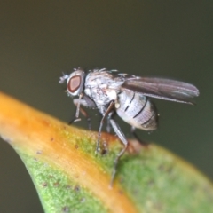 Notiphila (Notiphila) fuscimana (A shore fly) at Lake Burley Griffin West - 30 Jun 2022 by Harrisi