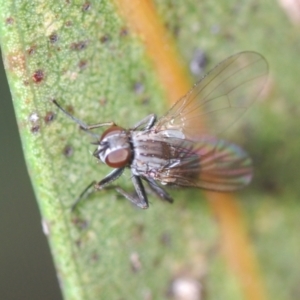 Notiphila (Notiphila) fuscimana at Yarralumla, ACT - 30 Jun 2022