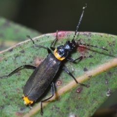 Chauliognathus lugubris (Plague Soldier Beetle) at Lake Burley Griffin West - 30 Jun 2022 by Harrisi