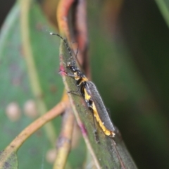 Chauliognathus lugubris at Yarralumla, ACT - 30 Jun 2022