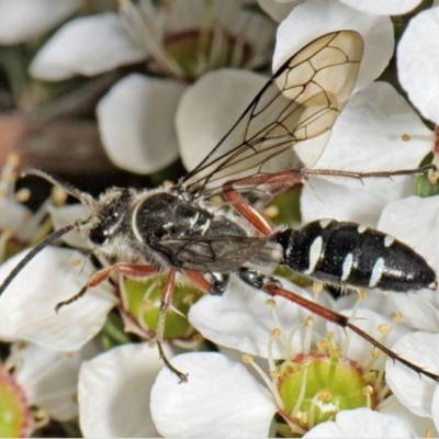 Diamma bicolor (Blue ant, Bluebottle ant) at Tidbinbilla Nature Reserve - 10 Nov 2021 by michaelb