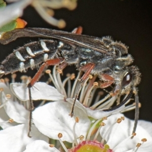 Diamma bicolor at Paddys River, ACT - 10 Nov 2021