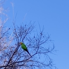Polytelis swainsonii (Superb Parrot) at Theodore, ACT - 7 Jul 2022 by Cardy