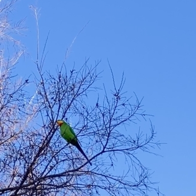 Polytelis swainsonii (Superb Parrot) at Theodore, ACT - 7 Jul 2022 by Cardy